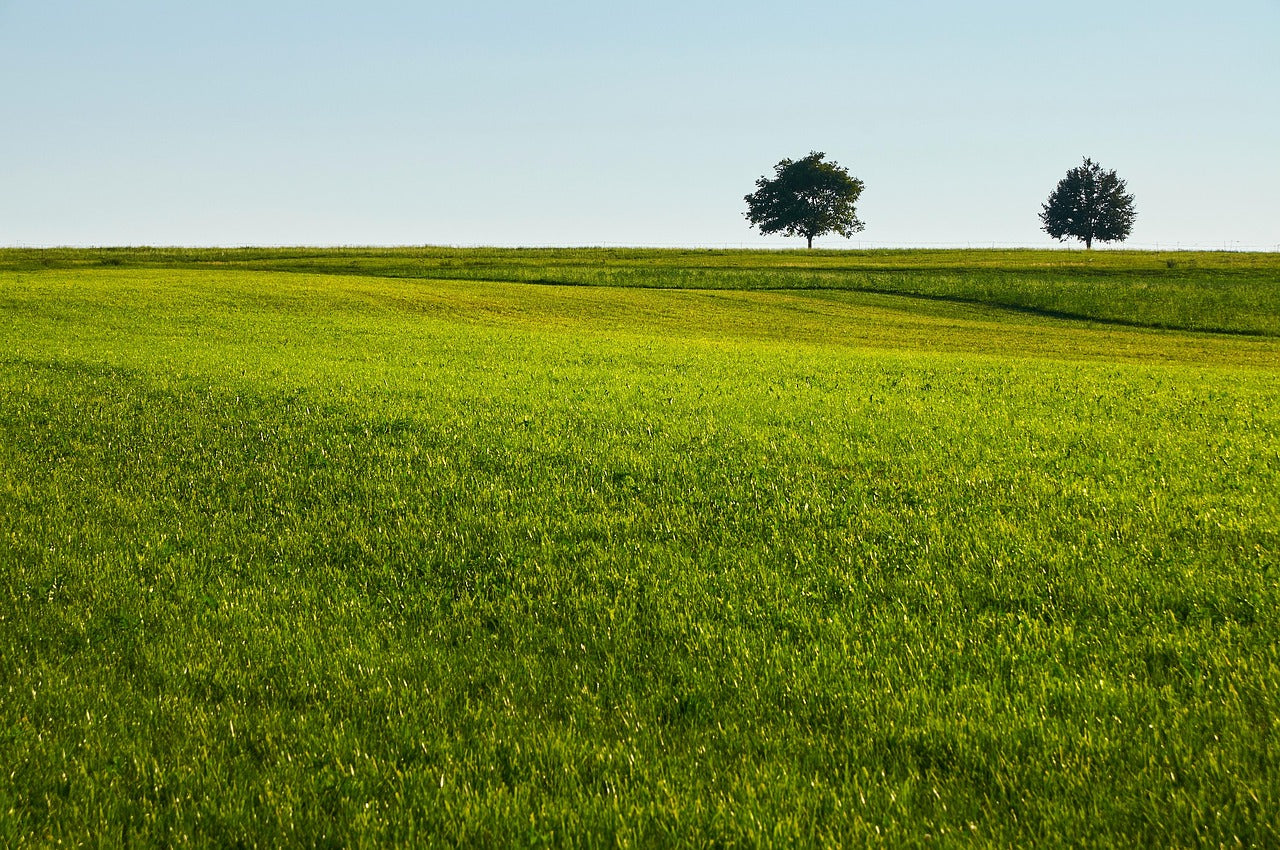 lawn-7728984_1280.jpg